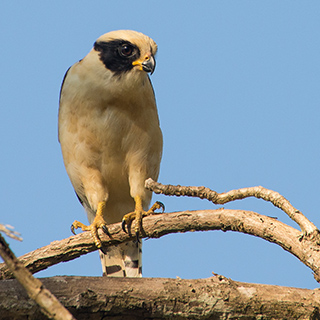 Dominical - Hacienda Baru - Laughing falcon